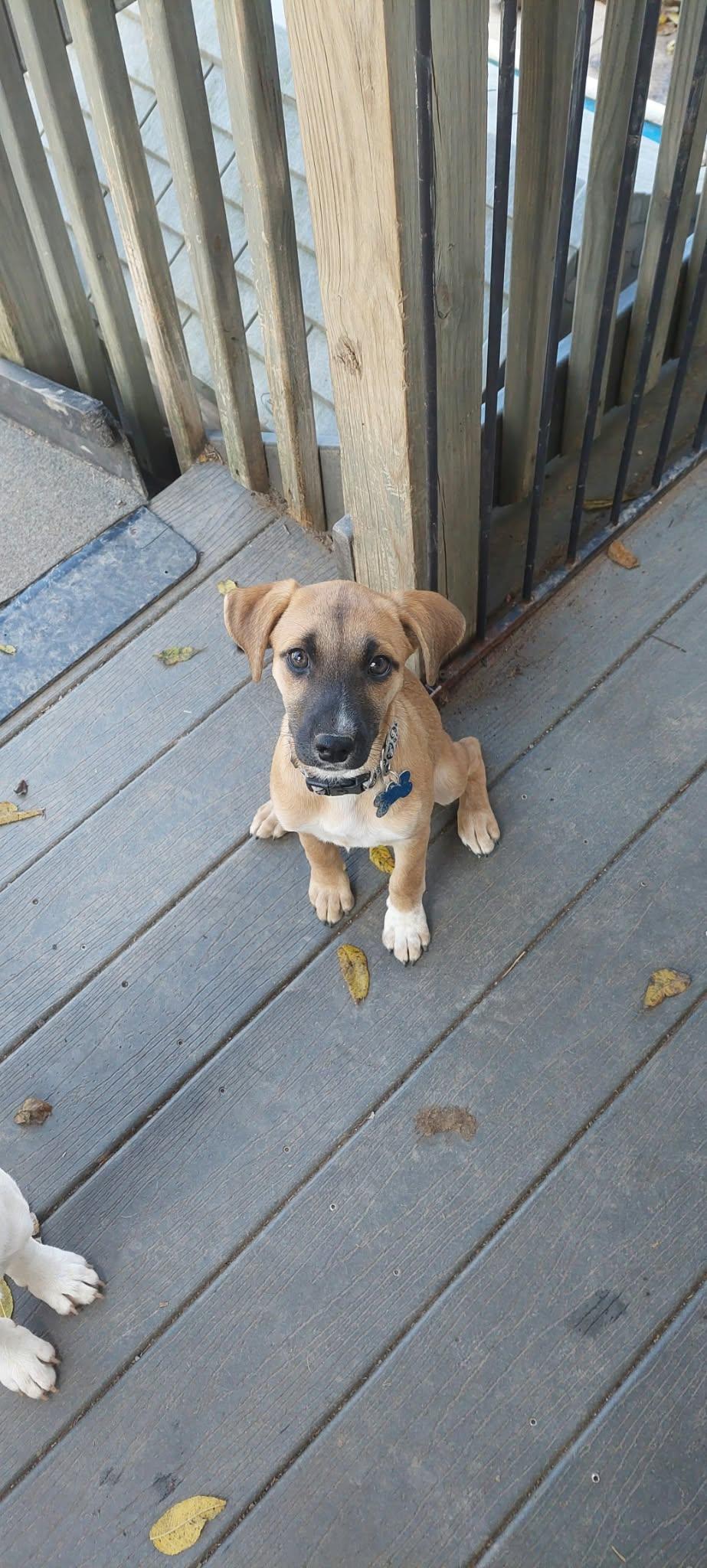 Enlarge Maple, a Adoptable mixed breed in Conesus, NY image 3/5