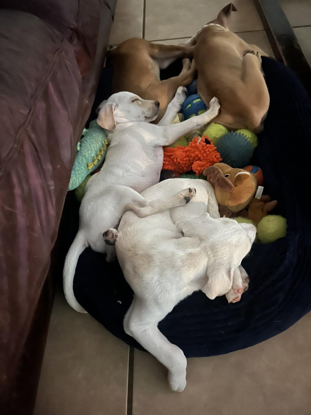Enlarge Maple, a Adoptable mixed breed in Conesus, NY image 5/5