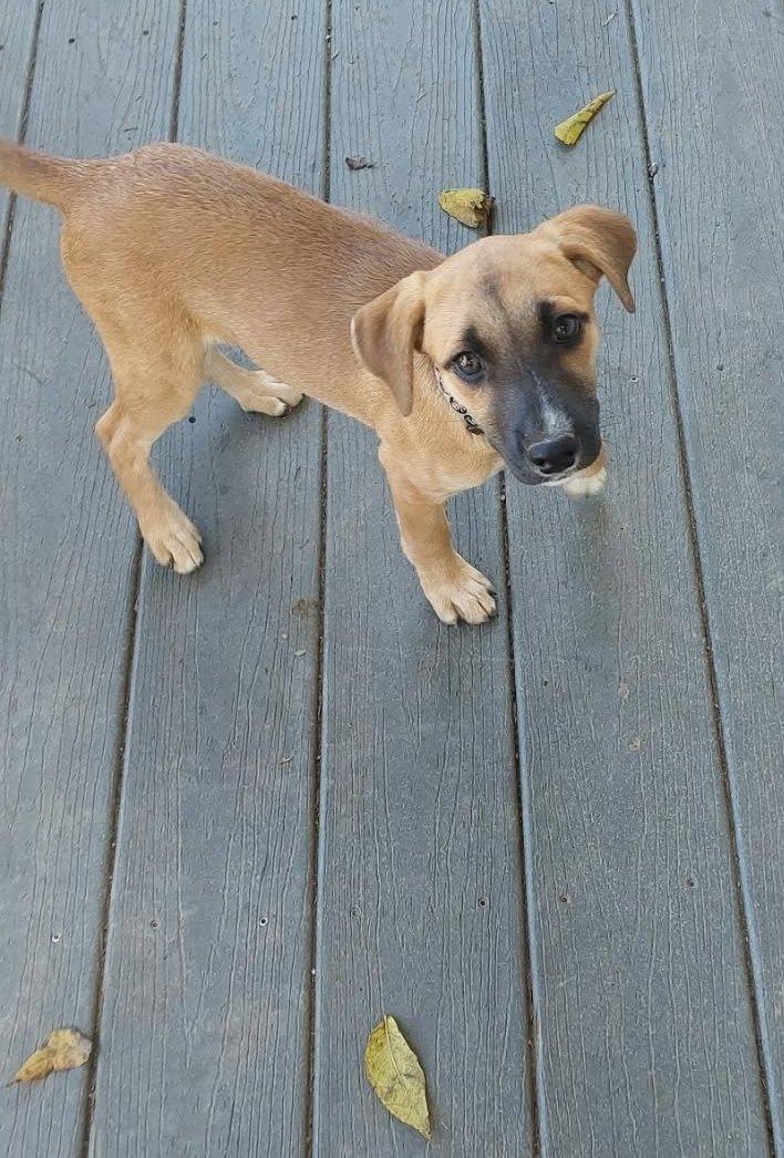Enlarge Maple, a Adoptable mixed breed in Conesus, NY image 2/5