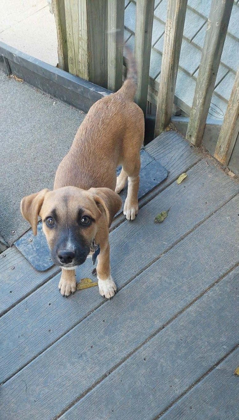 Maple, Adoptable, Puppy Female Labrador Retriever.