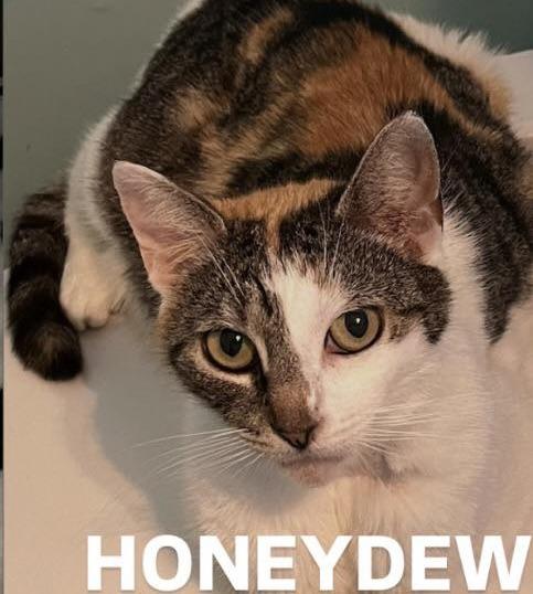 Enlarge Honeydew, a ADOPTABLE Domestic Short Hair in Glendale, NY image 2/3