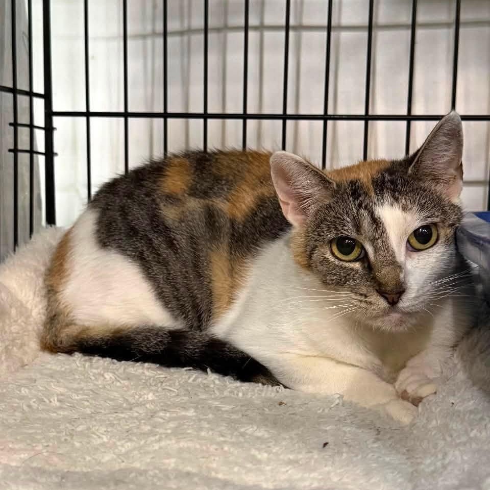Honeydew, ADOPTABLE, Adult Female Domestic Short Hair.