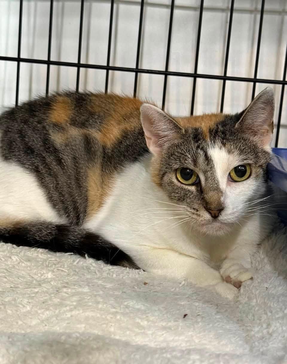 Enlarge Honeydew, a ADOPTABLE Domestic Short Hair in Glendale, NY image 3/3