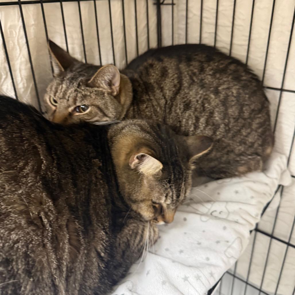 Charlie, Adoptable, Senior Male Domestic Short Hair.