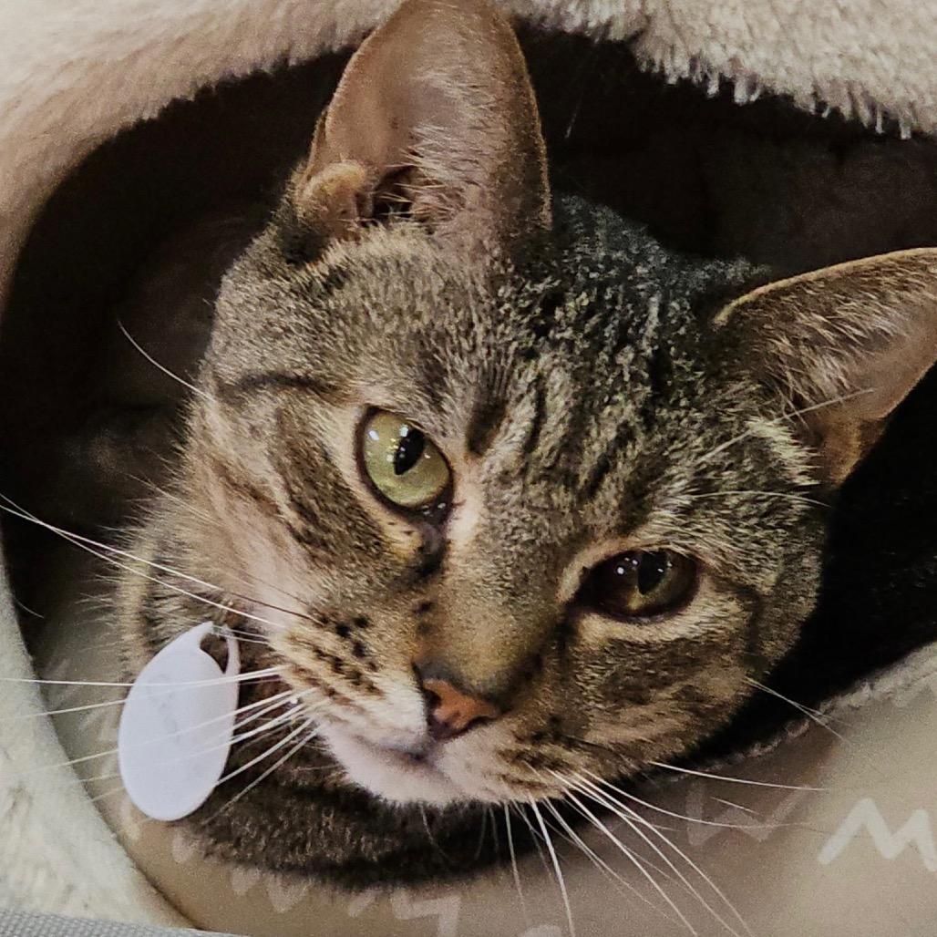 Charlie, Adoptable, Senior Male Domestic Short Hair.