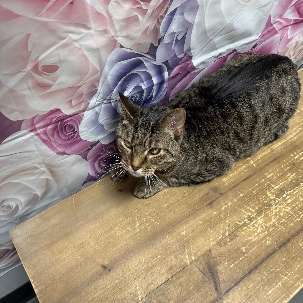 Enlarge Charlie, a Adoptable Domestic Short Hair in Normal, IL image 2/3