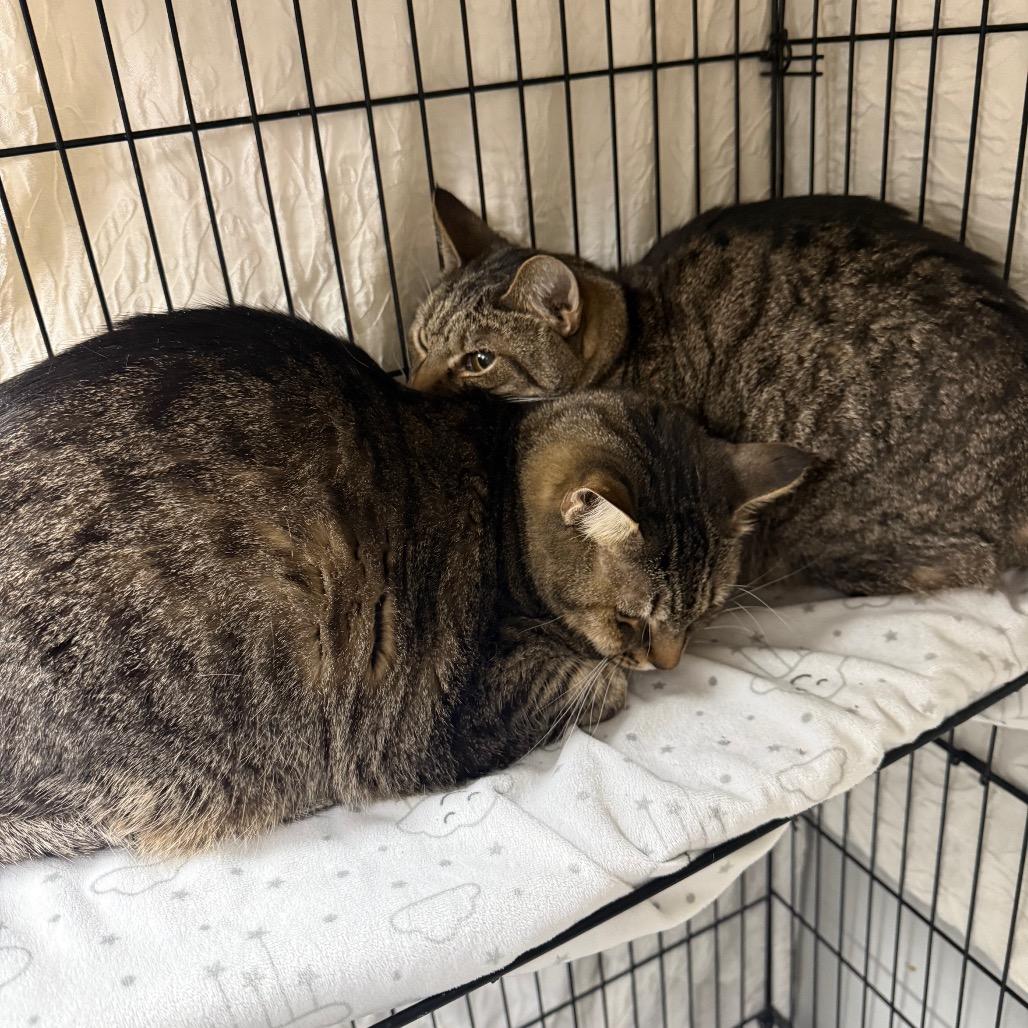 Enlarge Charlie, a Adoptable Domestic Short Hair in Normal, IL image 3/3