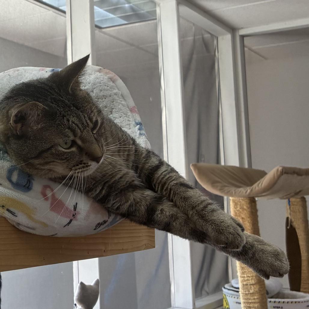 Charlie, a Adoptable Domestic Short Hair in Normal, IL image 3/3