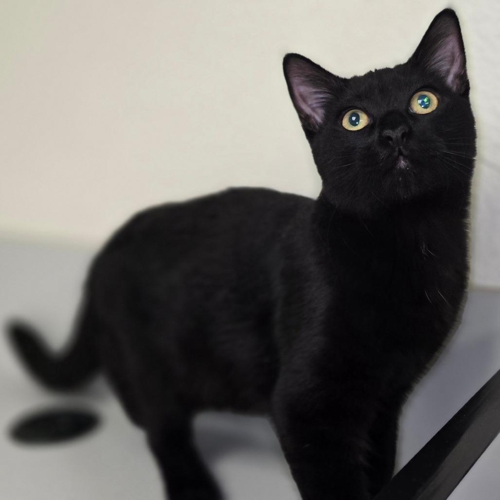 Thor, Adoptable, Young Male Domestic Short Hair.