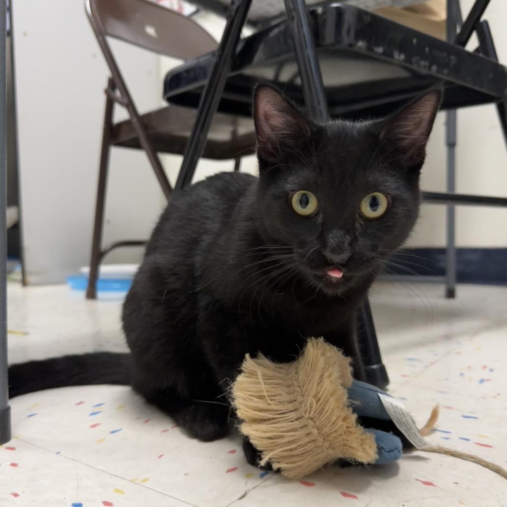 Enlarge Thor, a Adoptable Domestic Short Hair in Pacific Grove, CA image 2/6