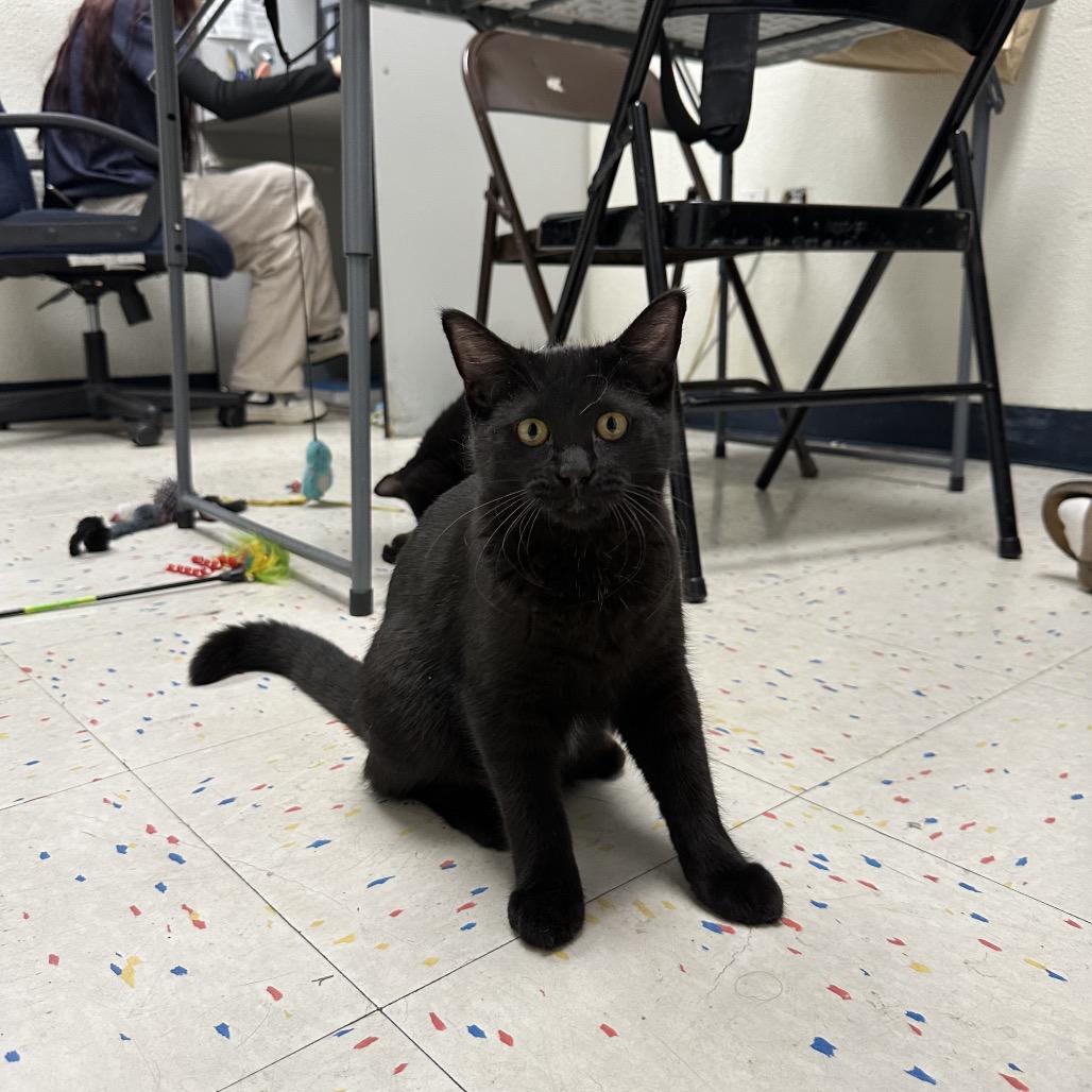 Enlarge Thor, a Adoptable Domestic Short Hair in Pacific Grove, CA image 3/6