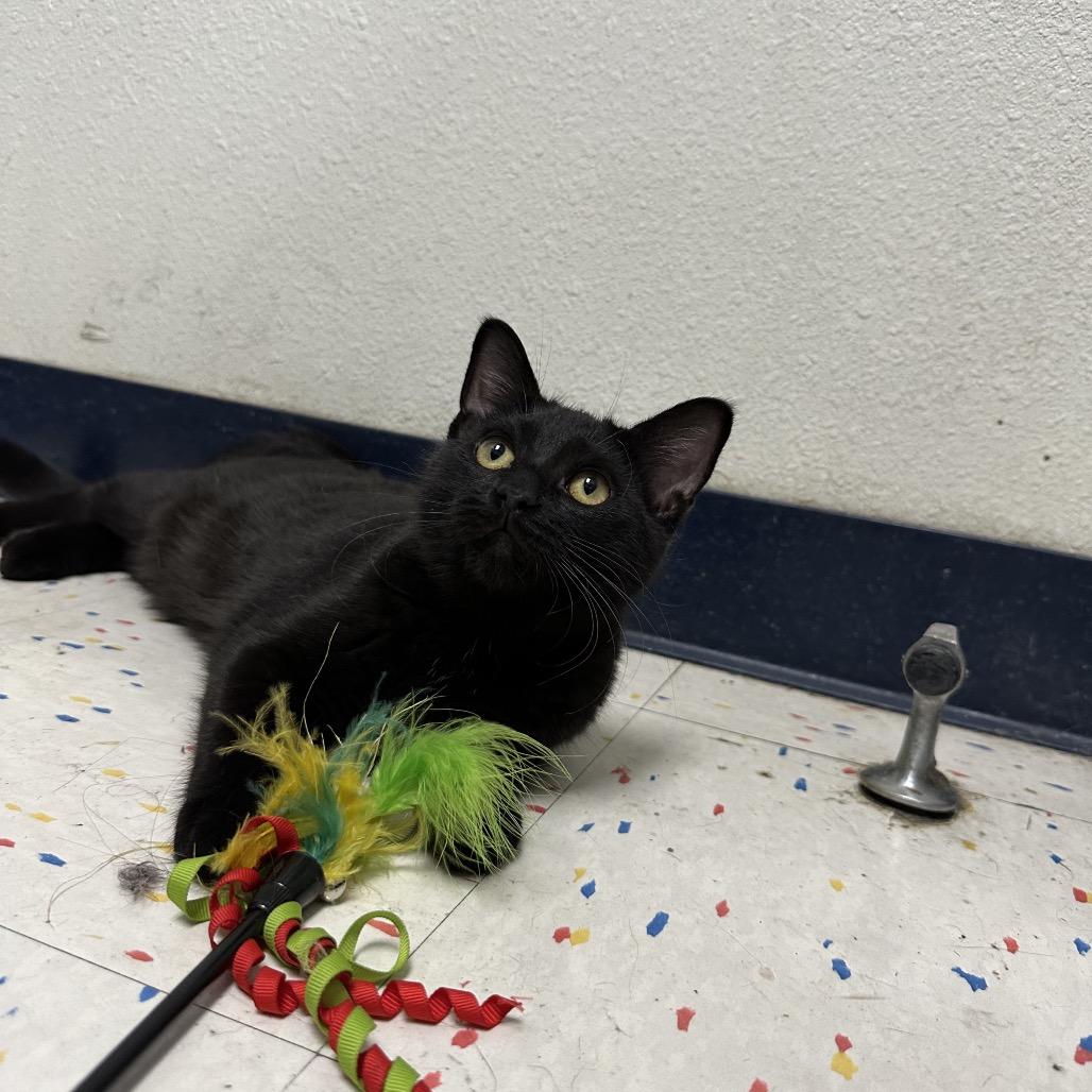 Enlarge Thor, a Adoptable Domestic Short Hair in Pacific Grove, CA image 4/6