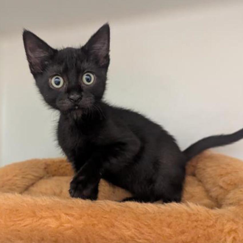 Enlarge Thor, a Adoptable Domestic Short Hair in Pacific Grove, CA image 5/6