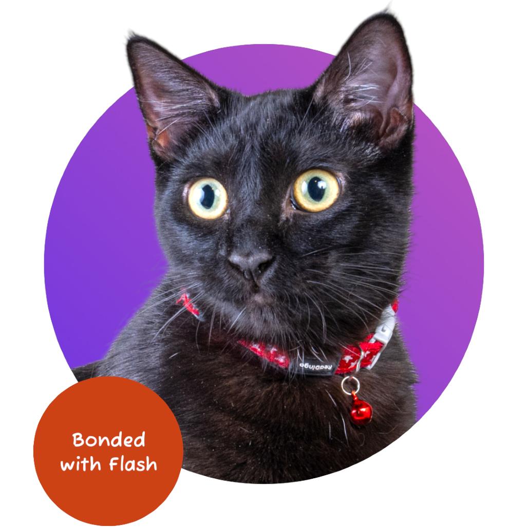 Enlarge Thor, a Adoptable Domestic Short Hair in Pacific Grove, CA image 6/6