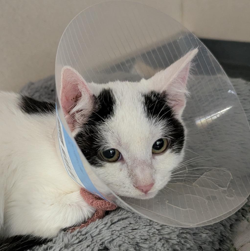 Possum, Adoptable, Kitten Female Domestic Short Hair.