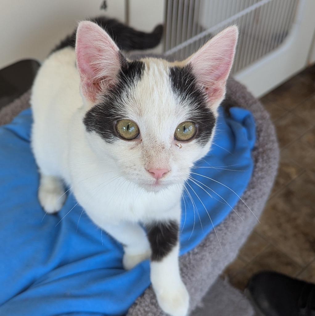 Enlarge Possum, a Adoptable mixed breed in Aberdeen, WA image 2/3