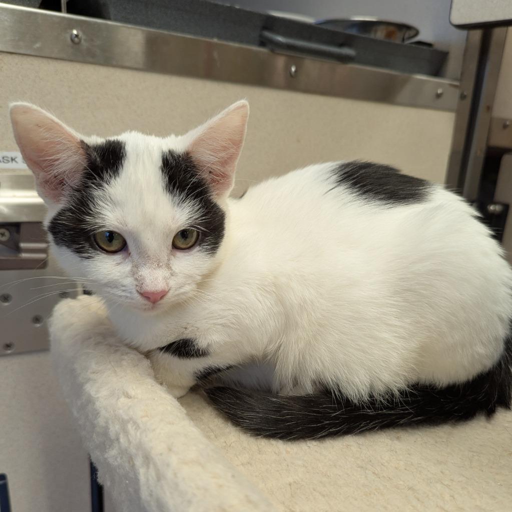 Enlarge Possum, a Adoptable mixed breed in Aberdeen, WA image 3/3