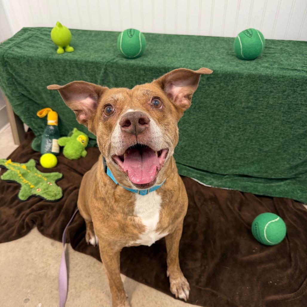 China, Adoptable, Senior Female Pit Bull Terrier.