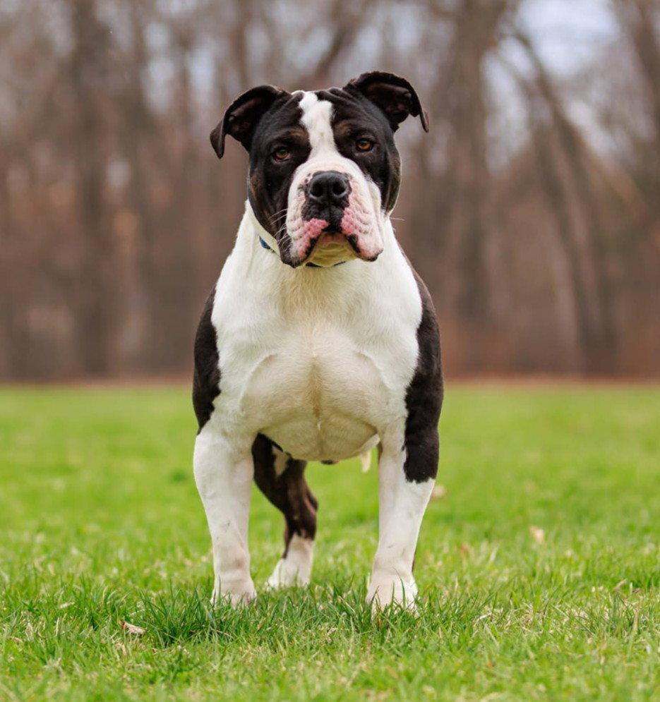 Enlarge Bruno, a Adopted Pit Bull Terrier in Framingham, MA image 1/3