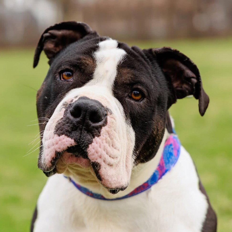 Enlarge Bruno, a Adopted Pit Bull Terrier in Framingham, MA image 2/3