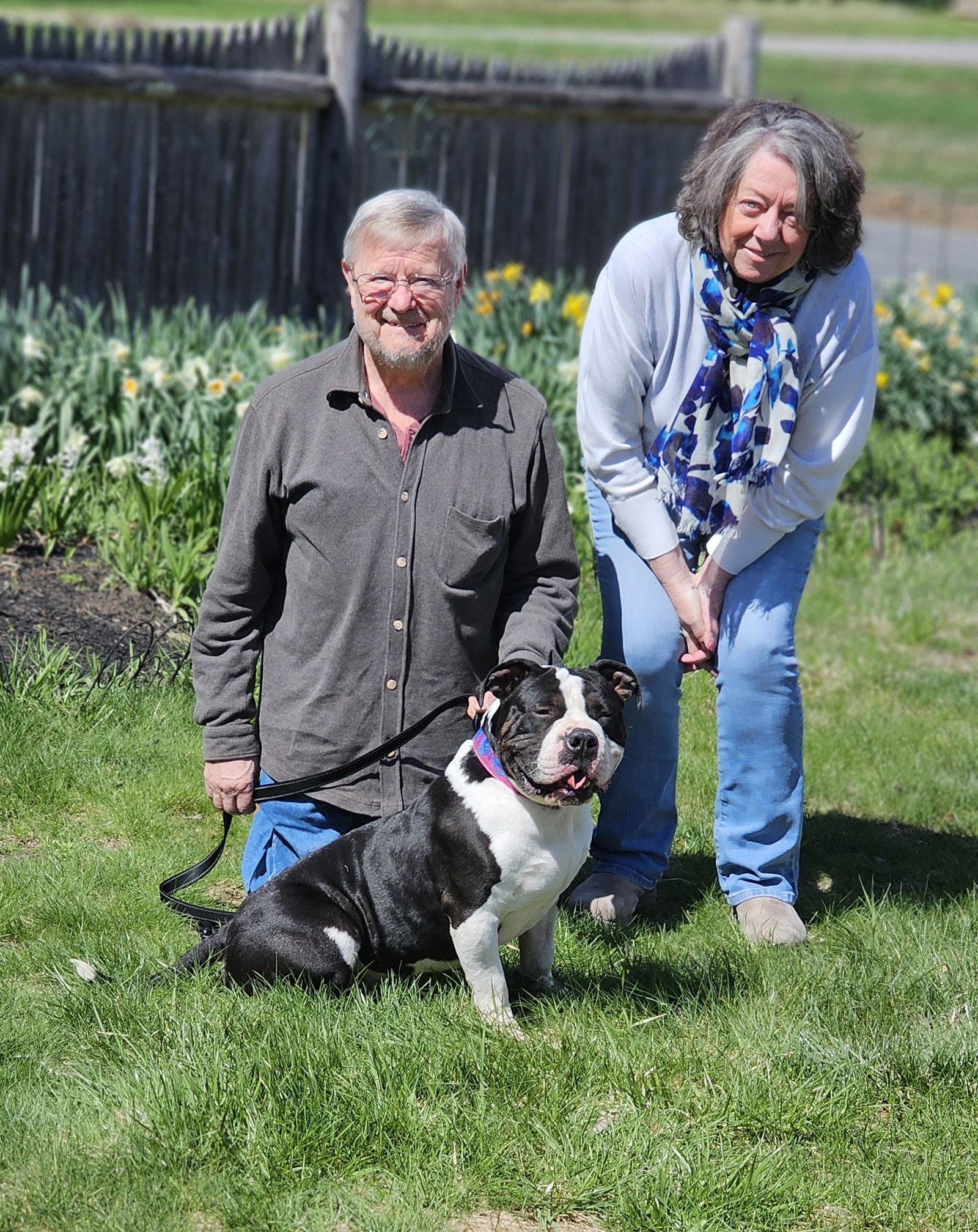 Enlarge Bruno, a Adopted Pit Bull Terrier in Framingham, MA image 3/3