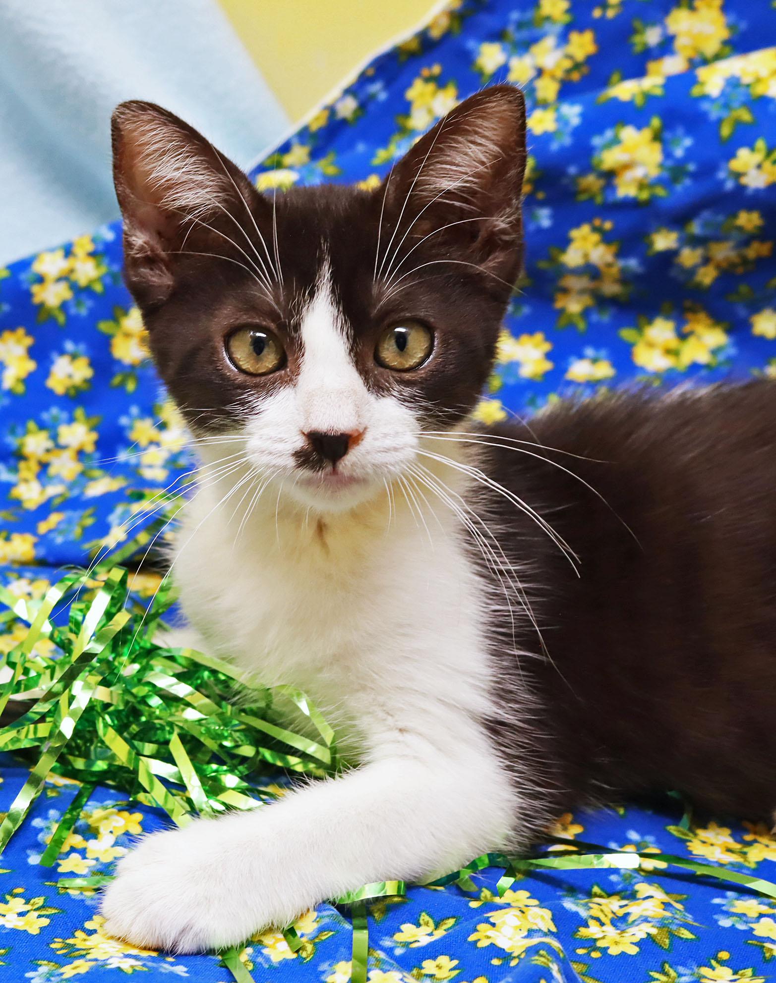 Enlarge Polly, a Adoptable Domestic Short Hair in Tierra Verde, FL image 1/3