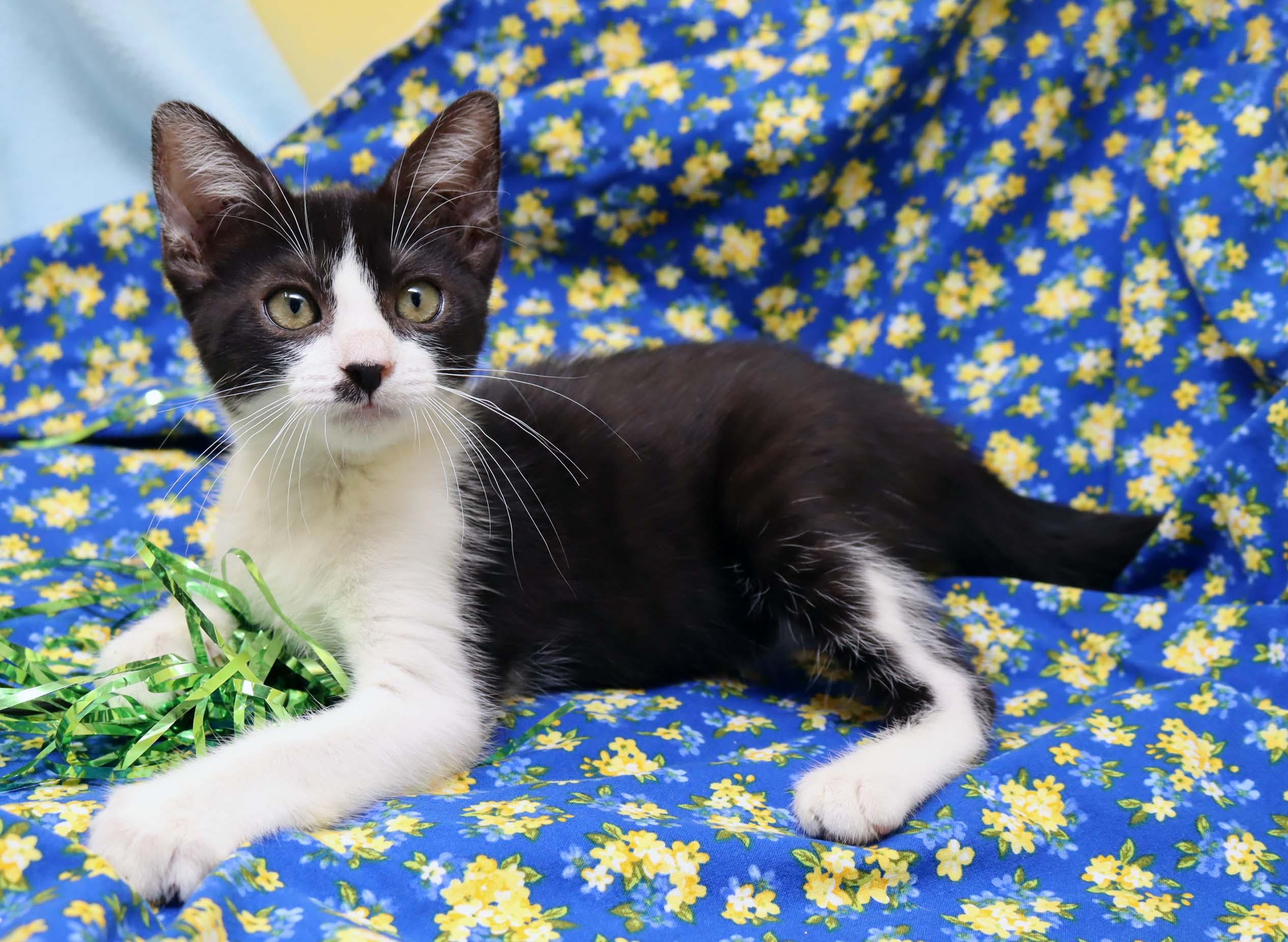 Enlarge Polly, a Adoptable Domestic Short Hair in Tierra Verde, FL image 2/3