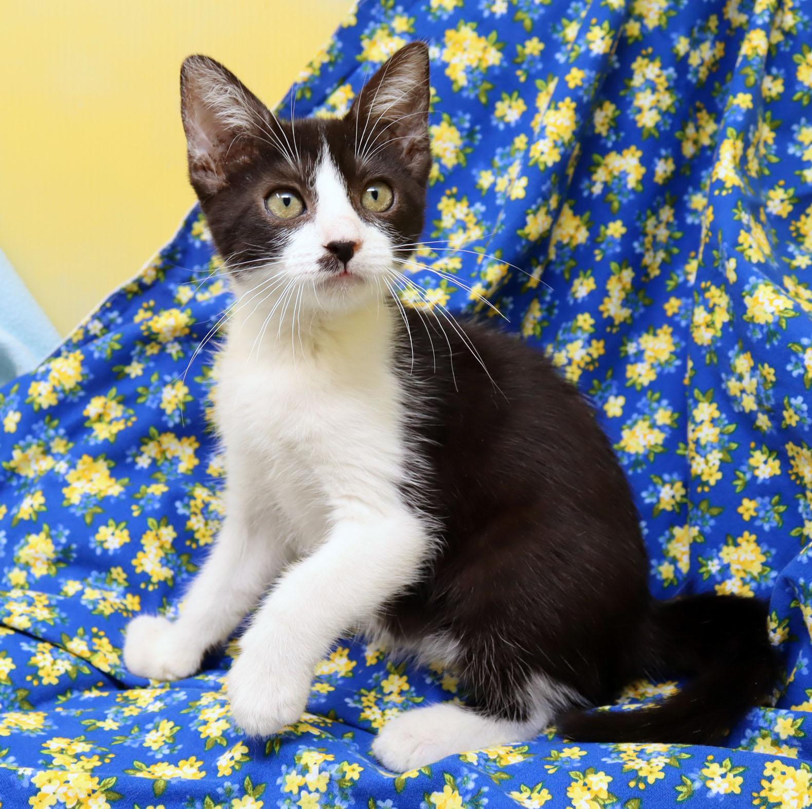 Enlarge Polly, a Adoptable Domestic Short Hair in Tierra Verde, FL image 3/3
