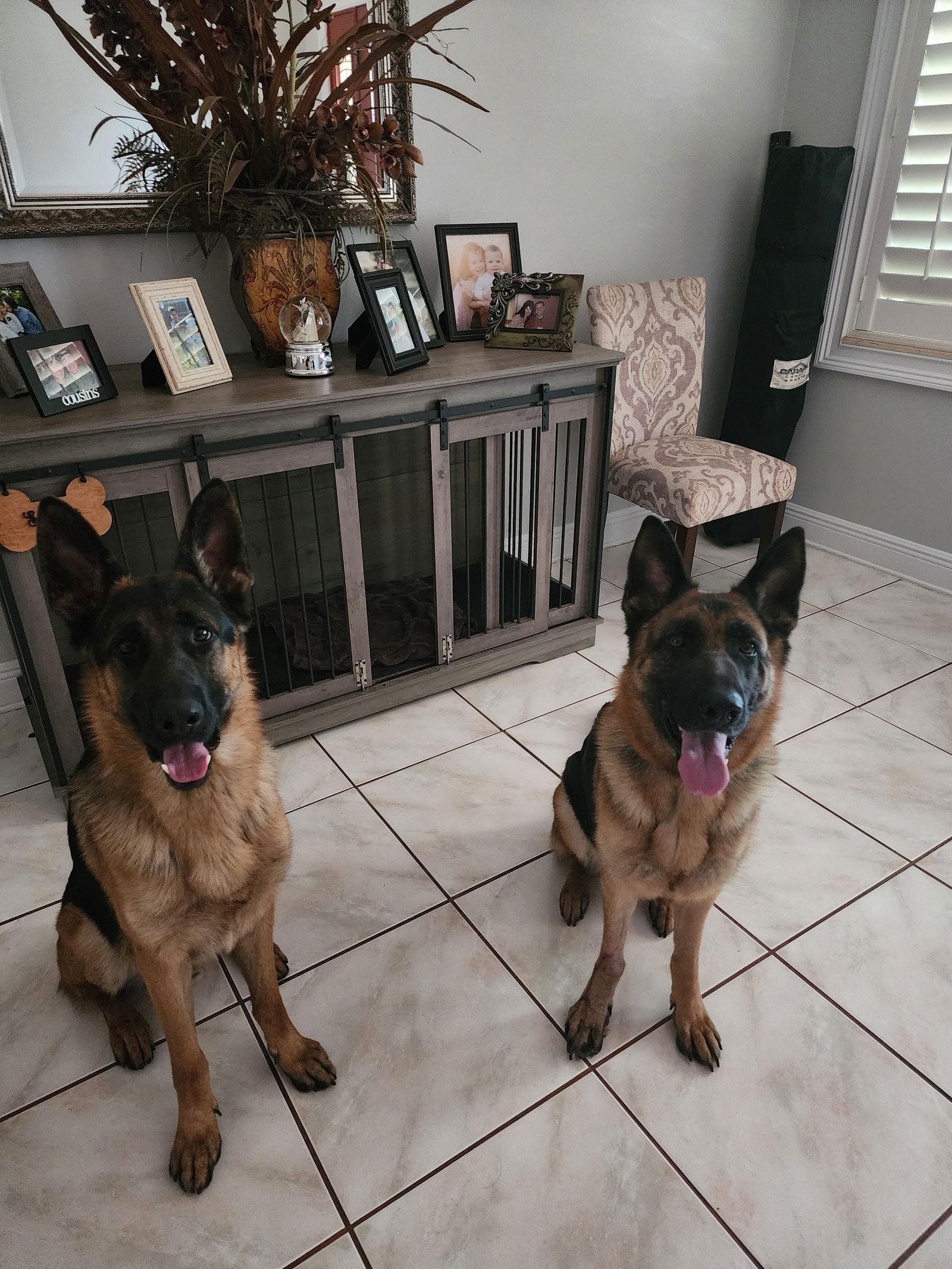 Enlarge MILA, a Adoptable German Shepherd Dog in Tampa, FL image 1/3