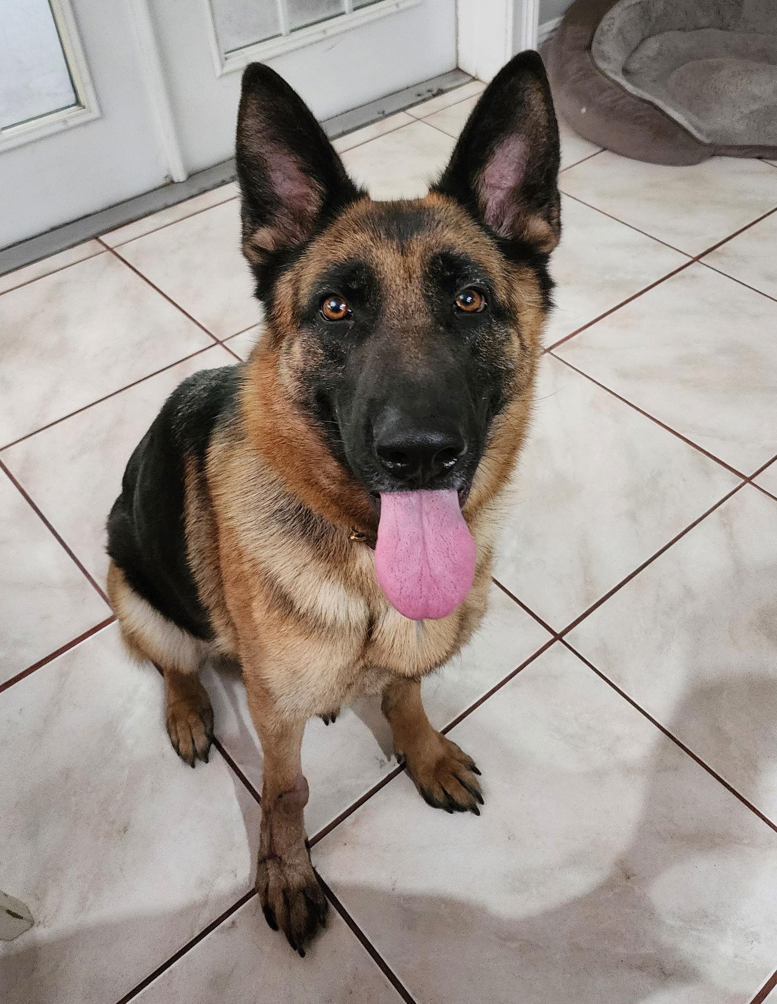 Enlarge MILA, a Adoptable German Shepherd Dog in Tampa, FL image 2/3