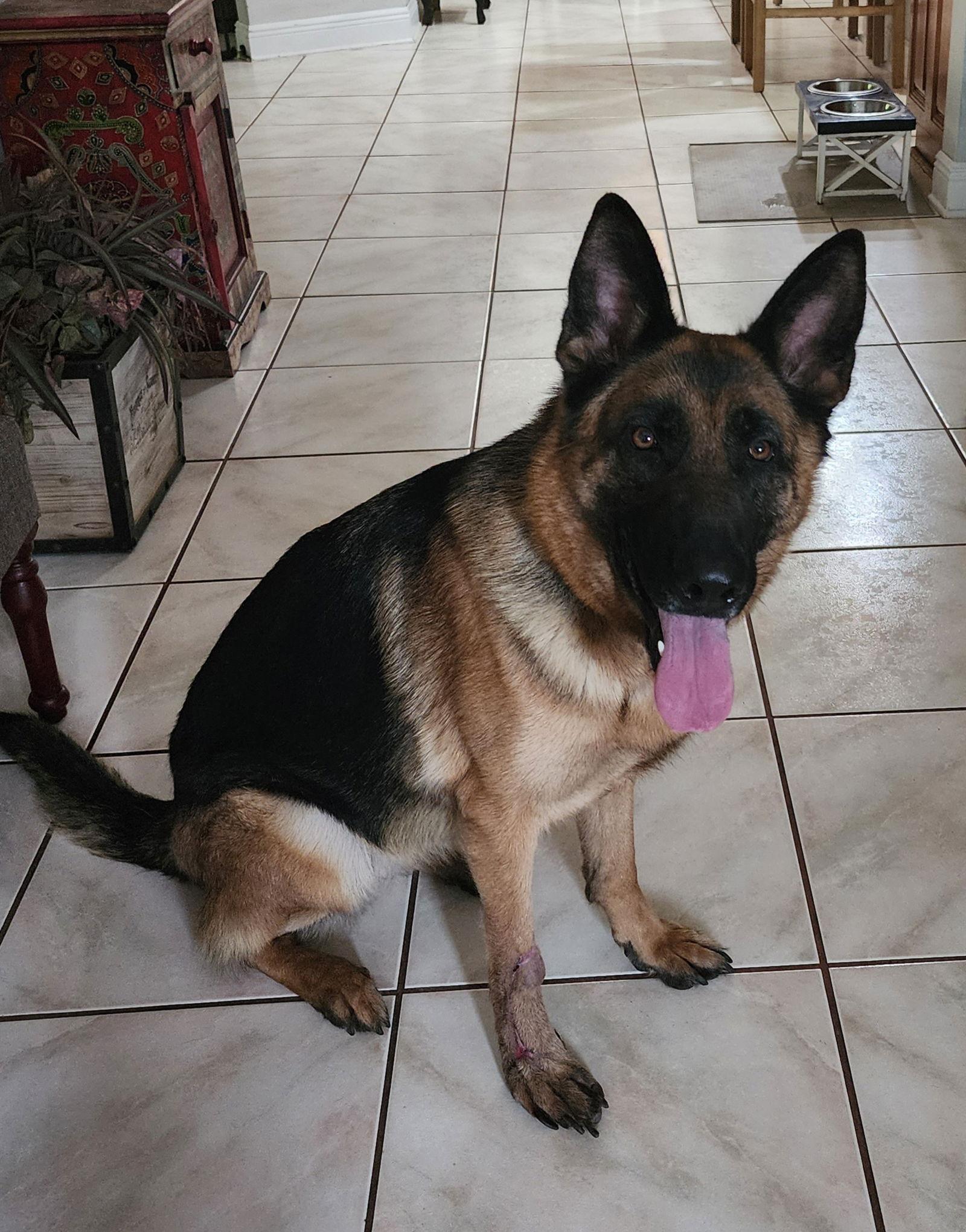 Enlarge MILA, a Adoptable German Shepherd Dog in Tampa, FL image 3/3