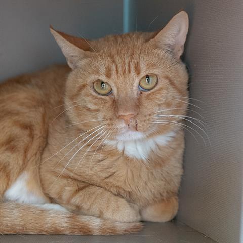 HOTCHNER, Adoptable, Adult Male Domestic Short Hair.