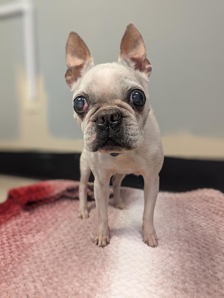 Gretchen, Adopted, Senior Female French Bulldog & Boston Terrier.