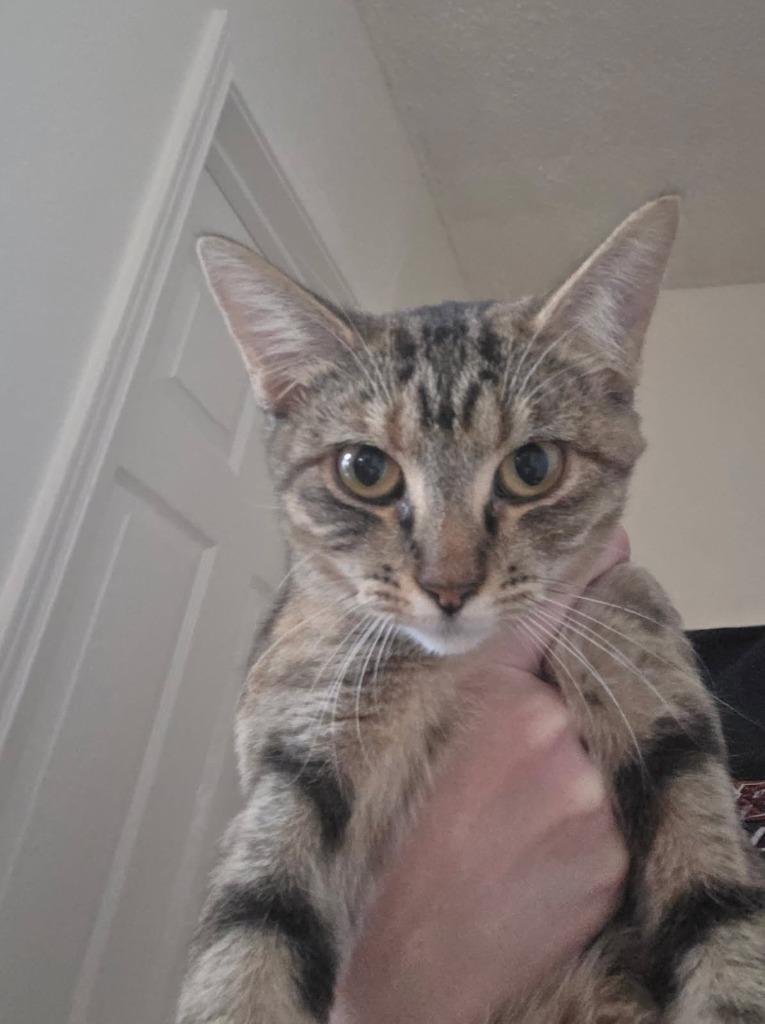 Enlarge Cinnamon Sprinkle, a Adoptable mixed breed in Rowlett, TX image 3/3