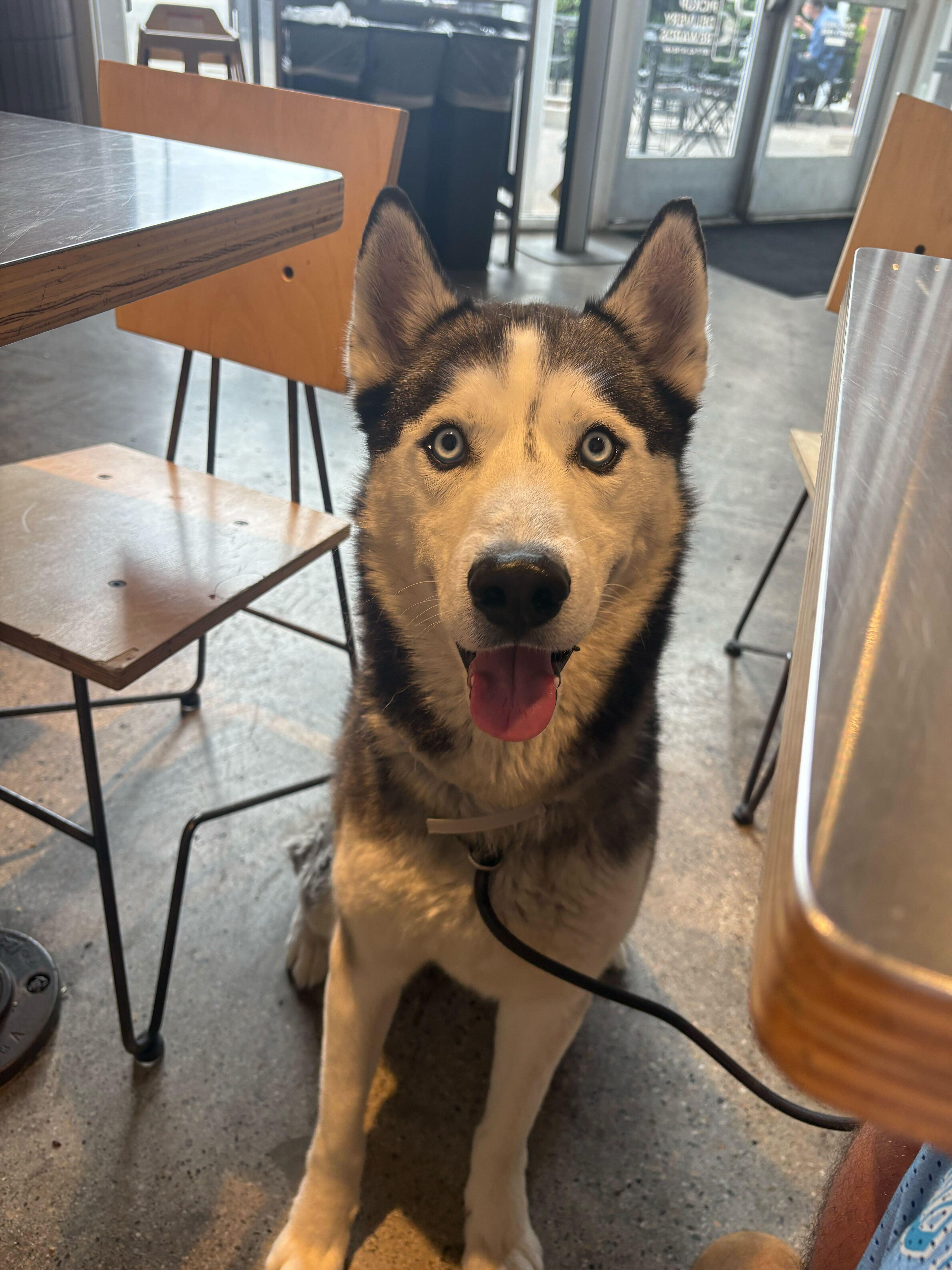 Enlarge Johnson, a Adoptable Siberian Husky in San Rafael, CA image 4/5