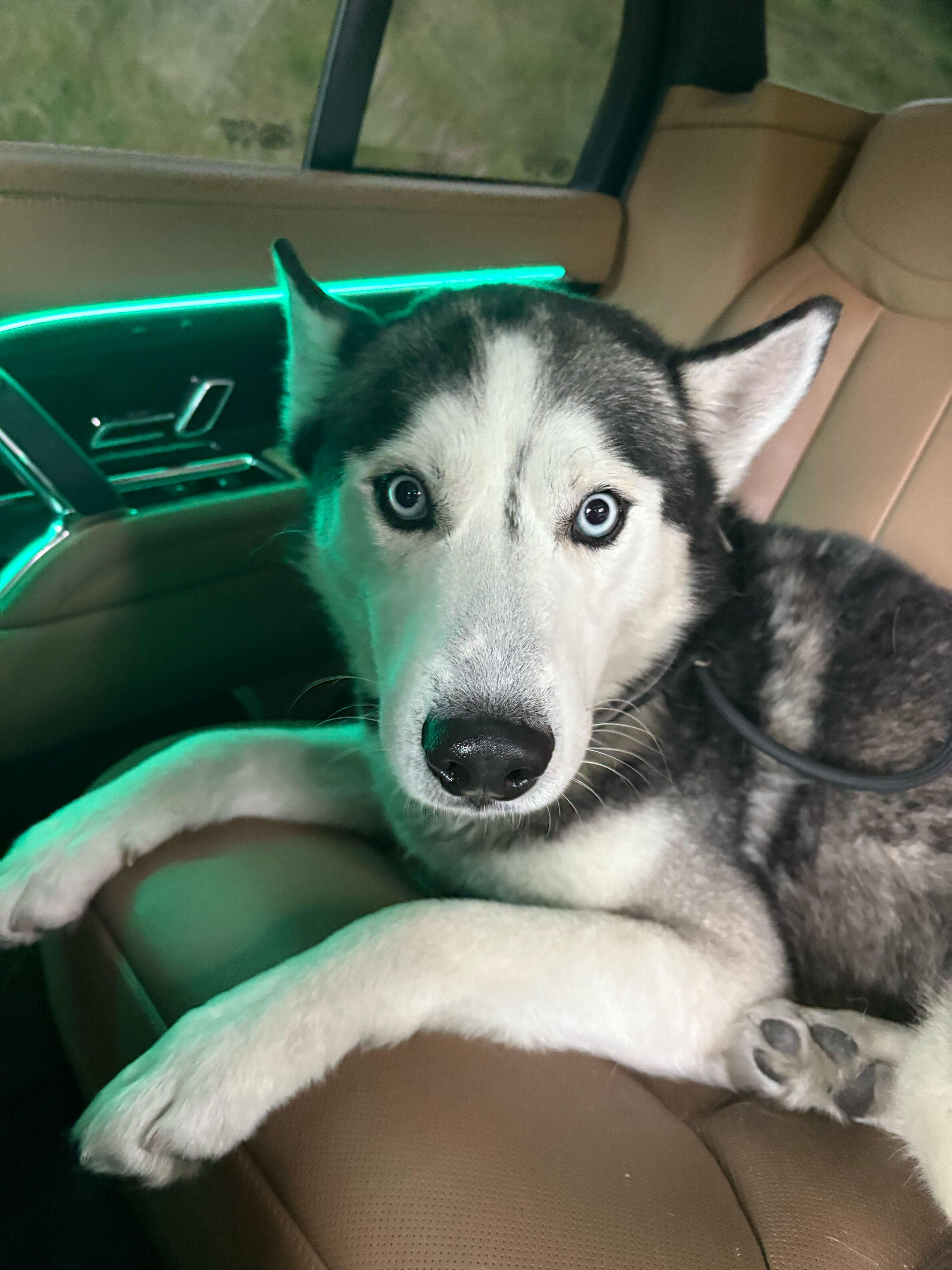 Enlarge Johnson, a Adoptable Siberian Husky in San Rafael, CA image 5/5