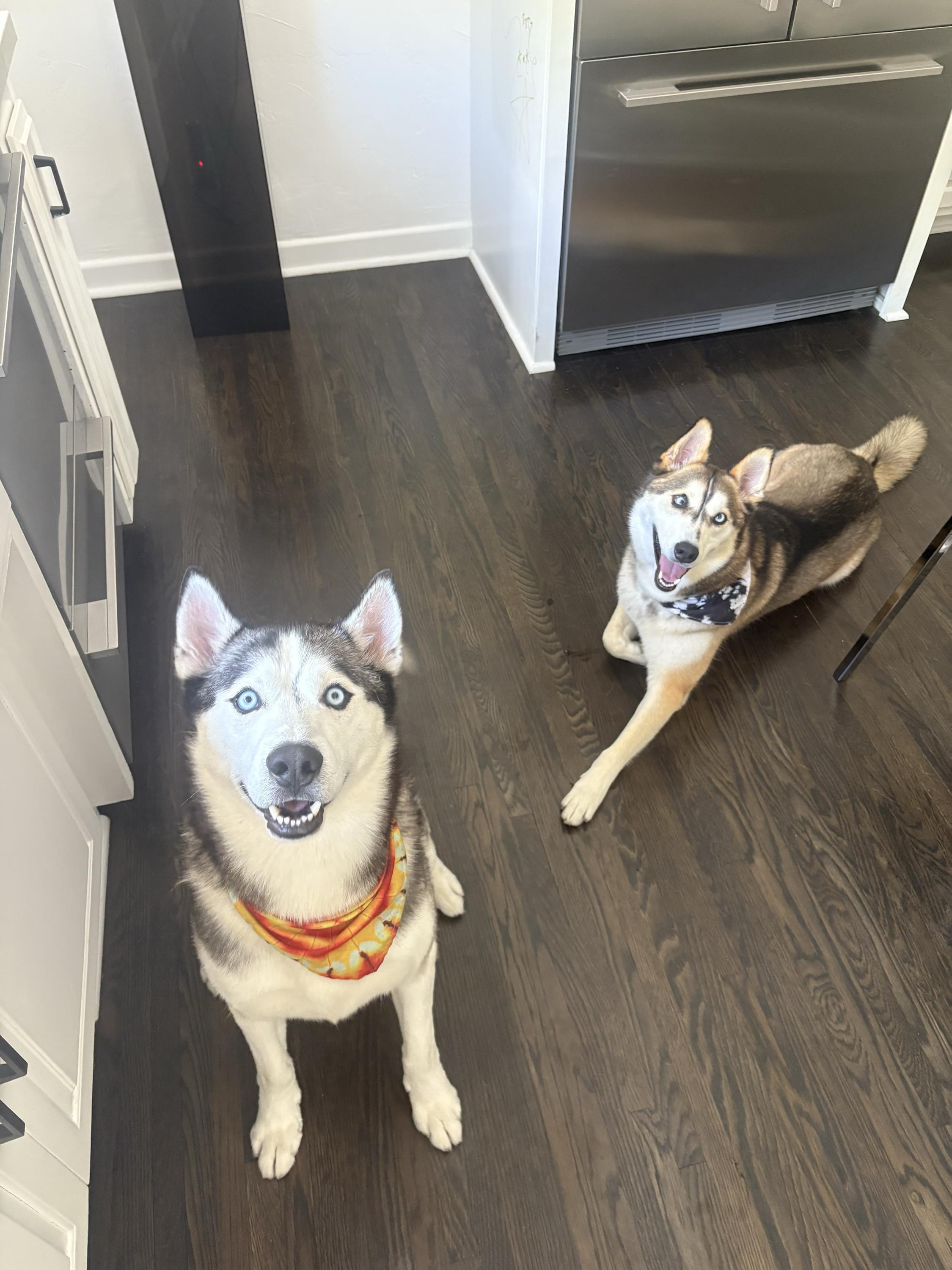 Enlarge Johnson, a Adoptable Siberian Husky in San Rafael, CA image 2/6