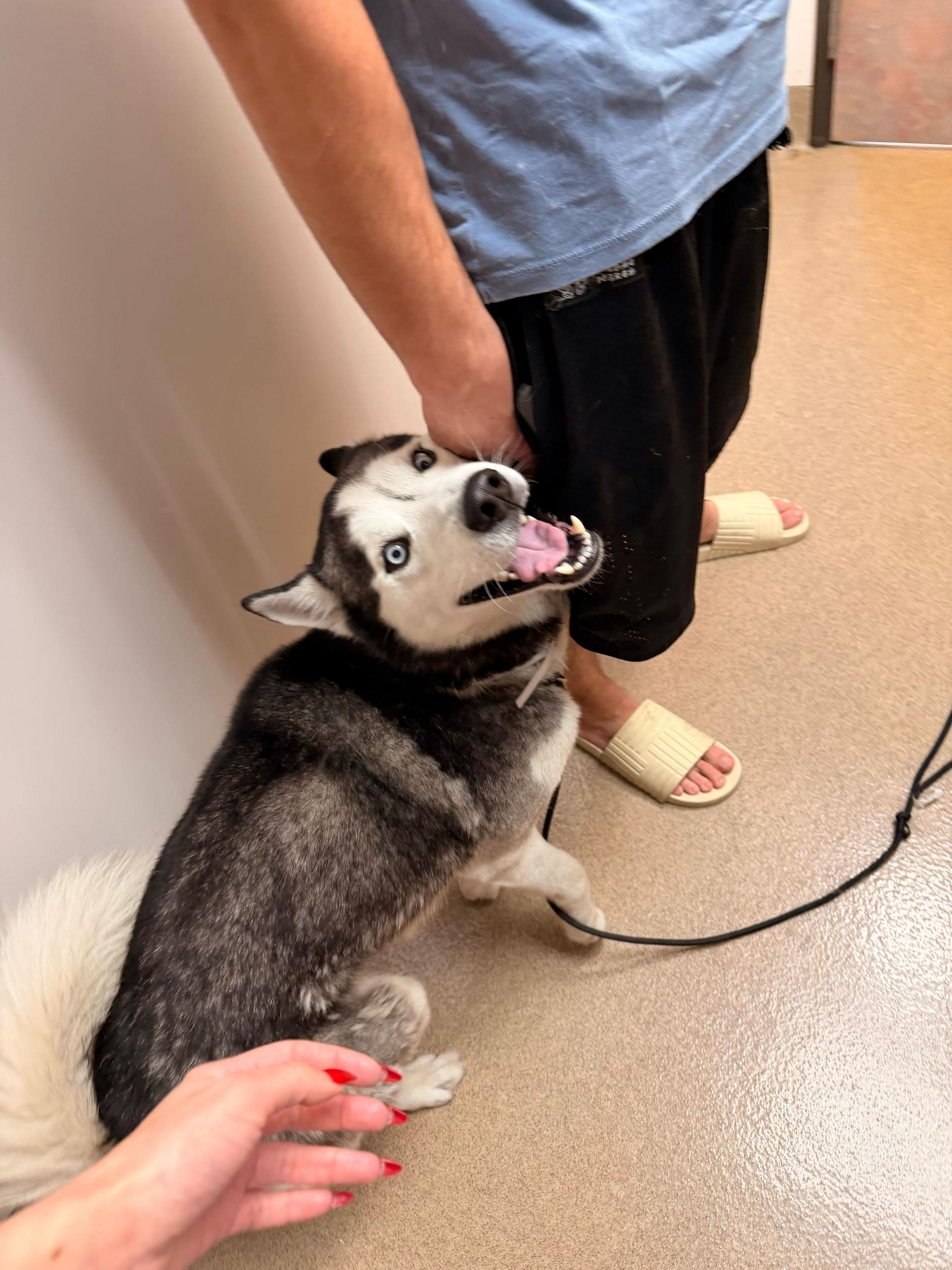Johnson, Adoptable, Adult Male Siberian Husky.
