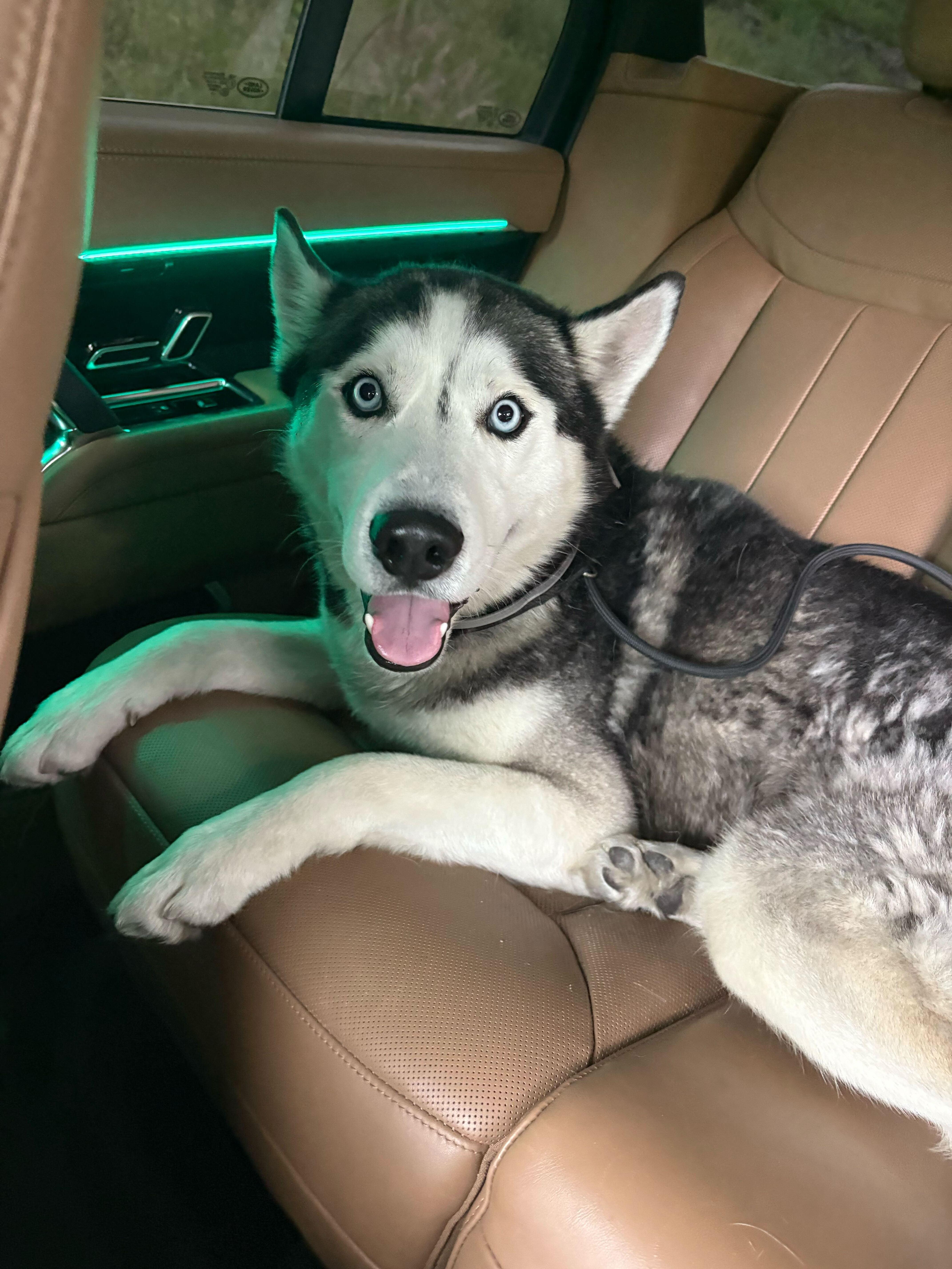 Enlarge Johnson, a Adoptable Siberian Husky in San Rafael, CA image 2/5
