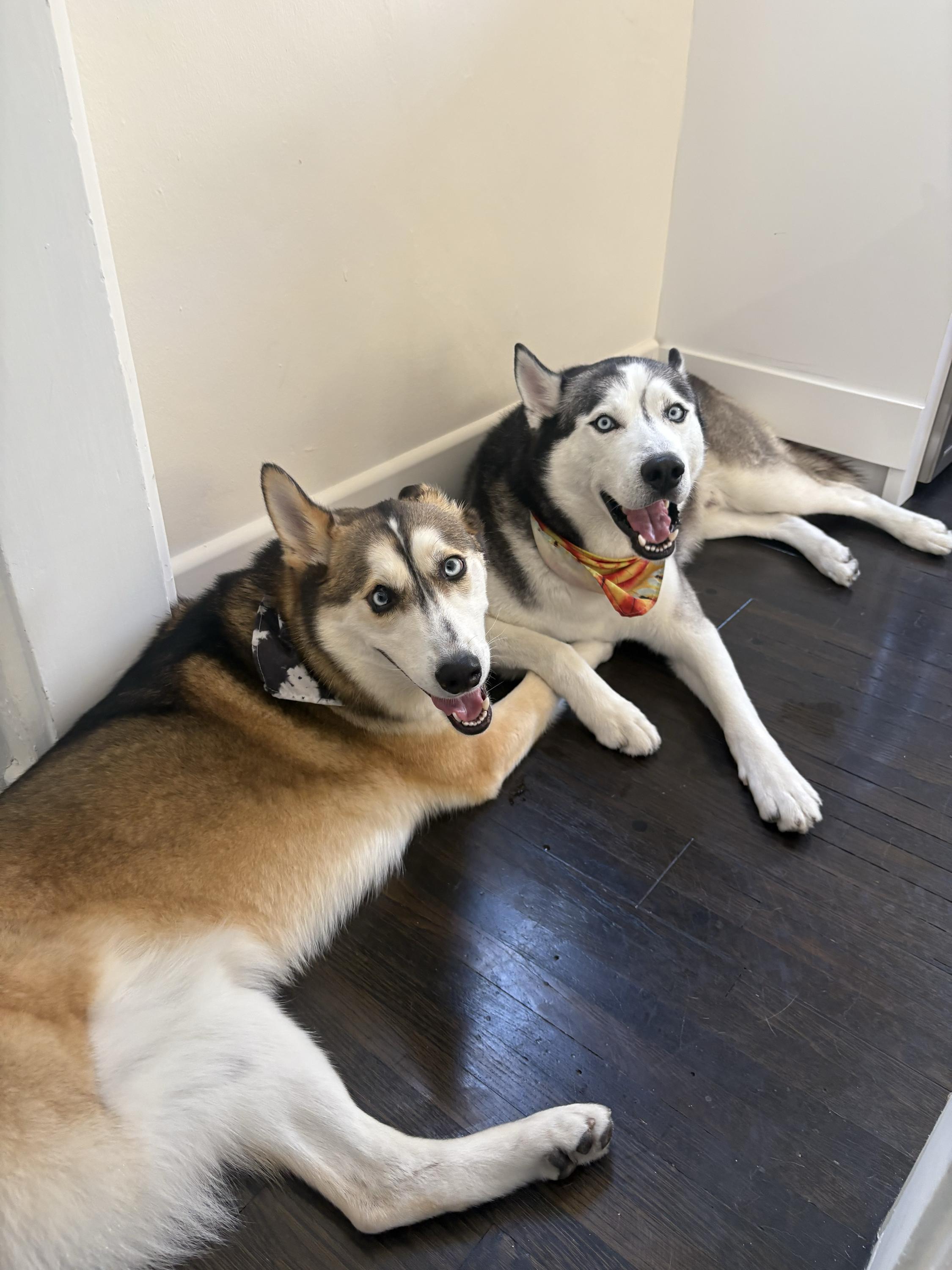 Enlarge Johnson, a Adoptable Siberian Husky in San Rafael, CA image 6/6