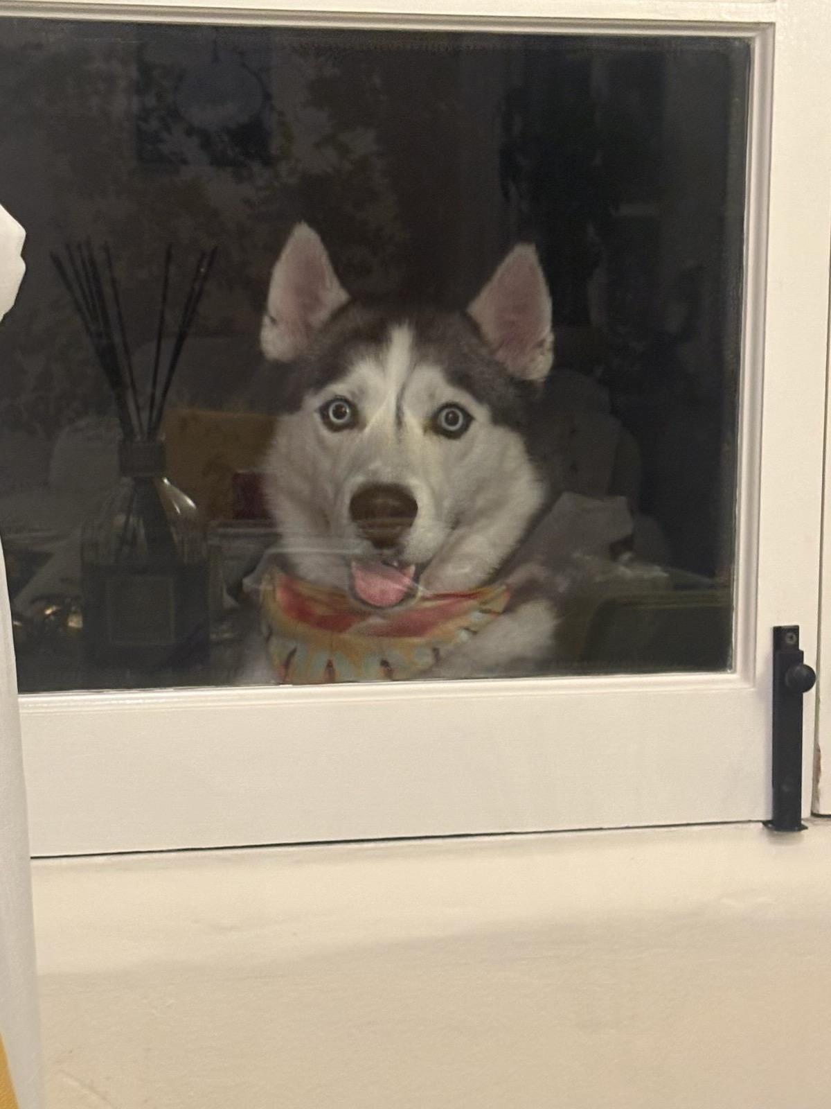 Enlarge Johnson, a Adoptable Siberian Husky in San Rafael, CA image 4/6