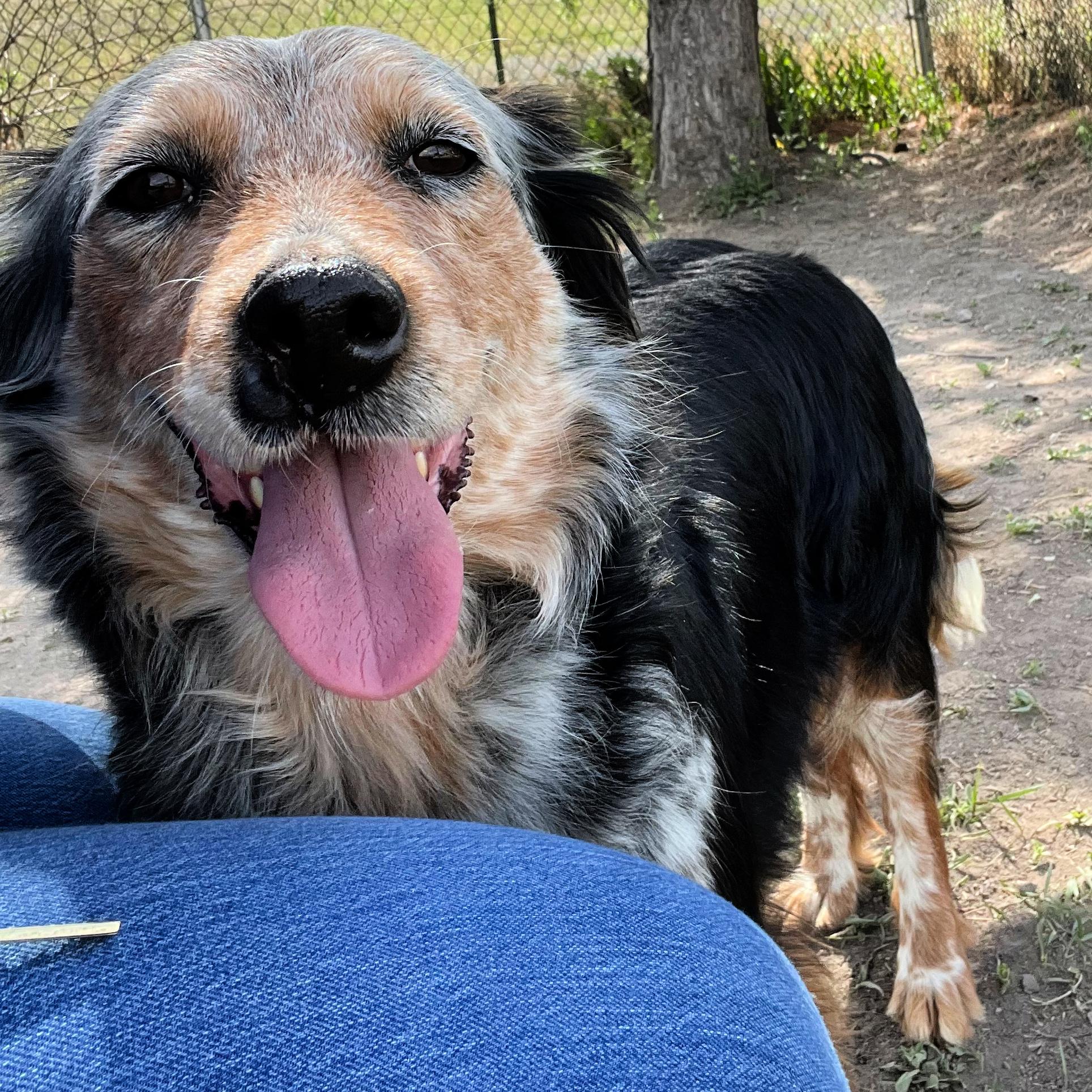Enlarge Juniper, a ADOPTABLE mixed breed in Lindon, UT image 4/5