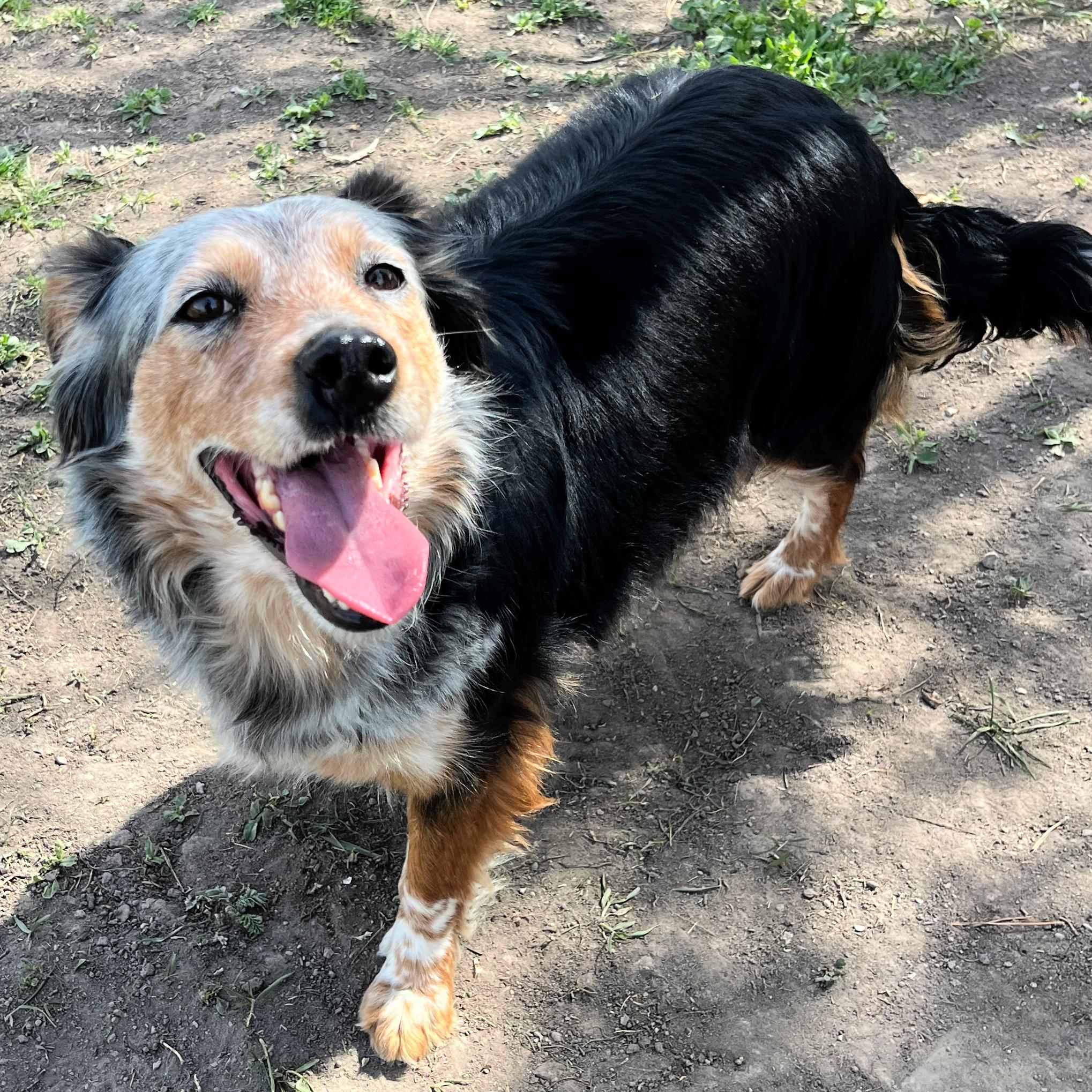 Enlarge Juniper, a ADOPTABLE mixed breed in Lindon, UT image 5/5