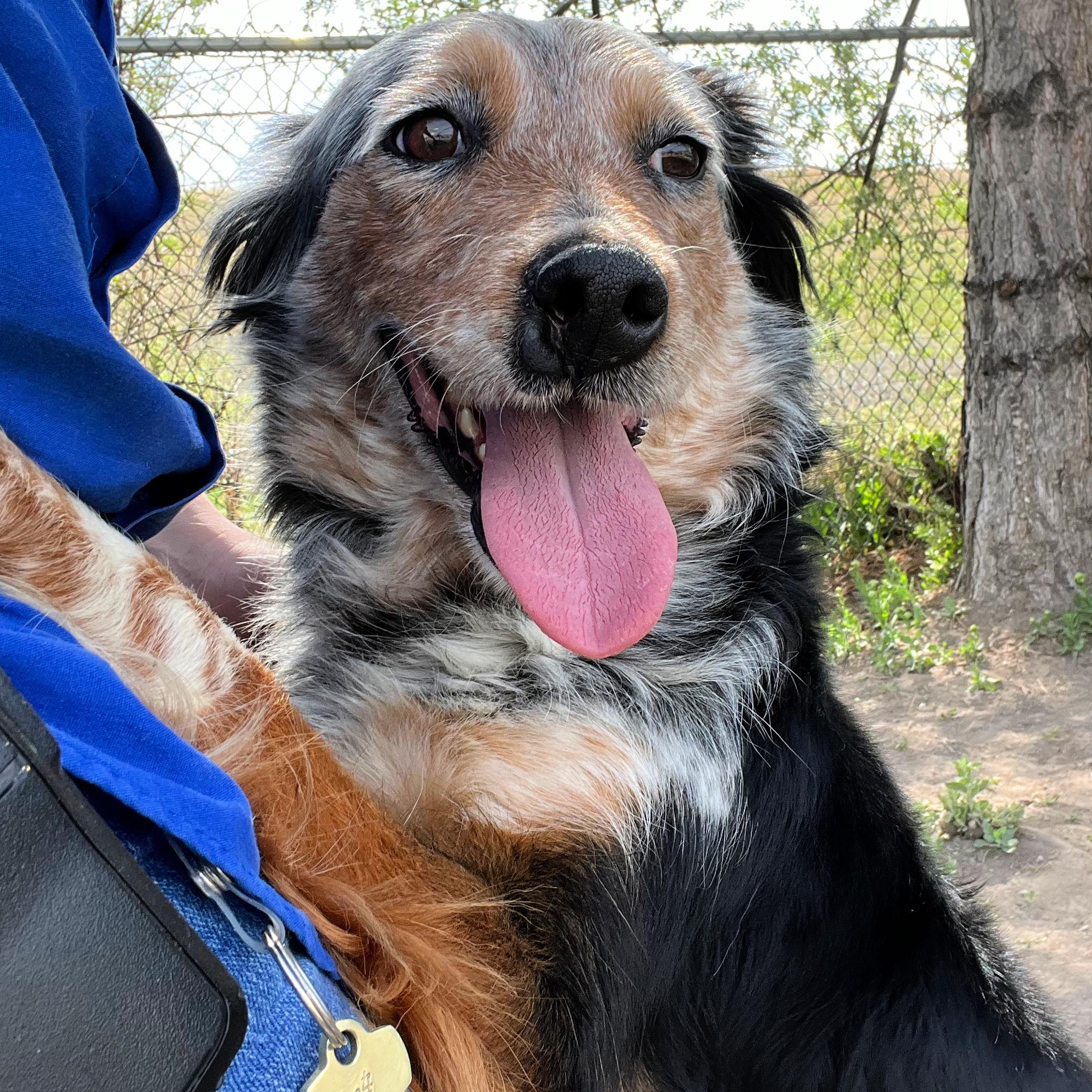 Enlarge Juniper, a ADOPTABLE mixed breed in Lindon, UT image 3/5