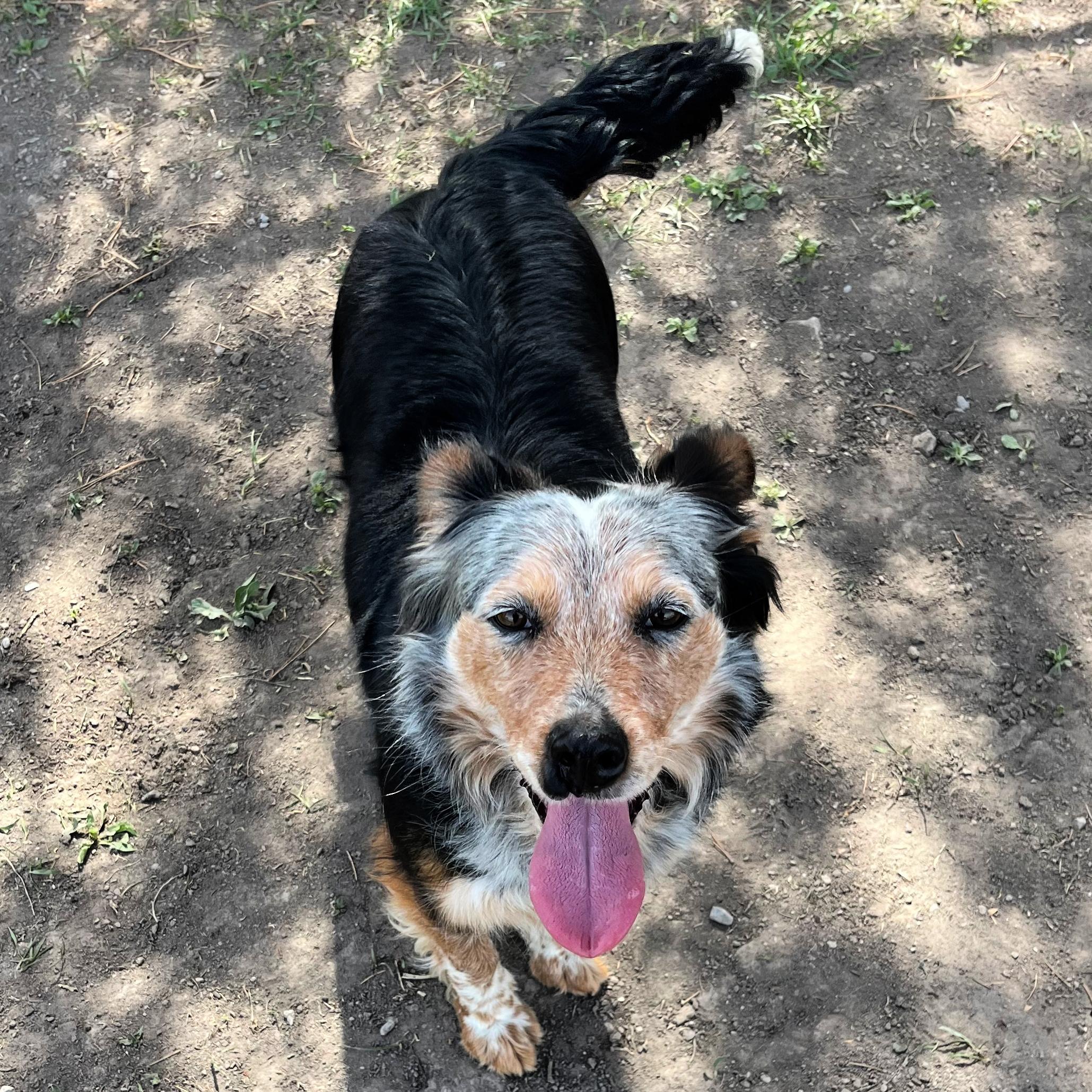 Enlarge Juniper, a ADOPTABLE mixed breed in Lindon, UT image 2/5