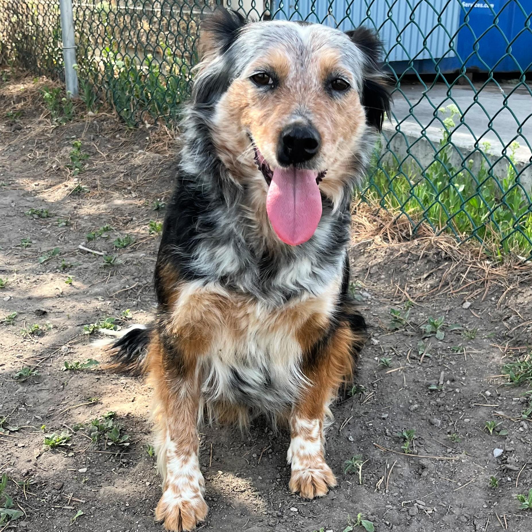 Enlarge Juniper, a ADOPTABLE mixed breed in Lindon, UT image 1/5