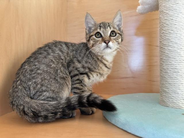 Enlarge SAMUEL, a Adoptable Domestic Short Hair in Antioch, CA image 1/1