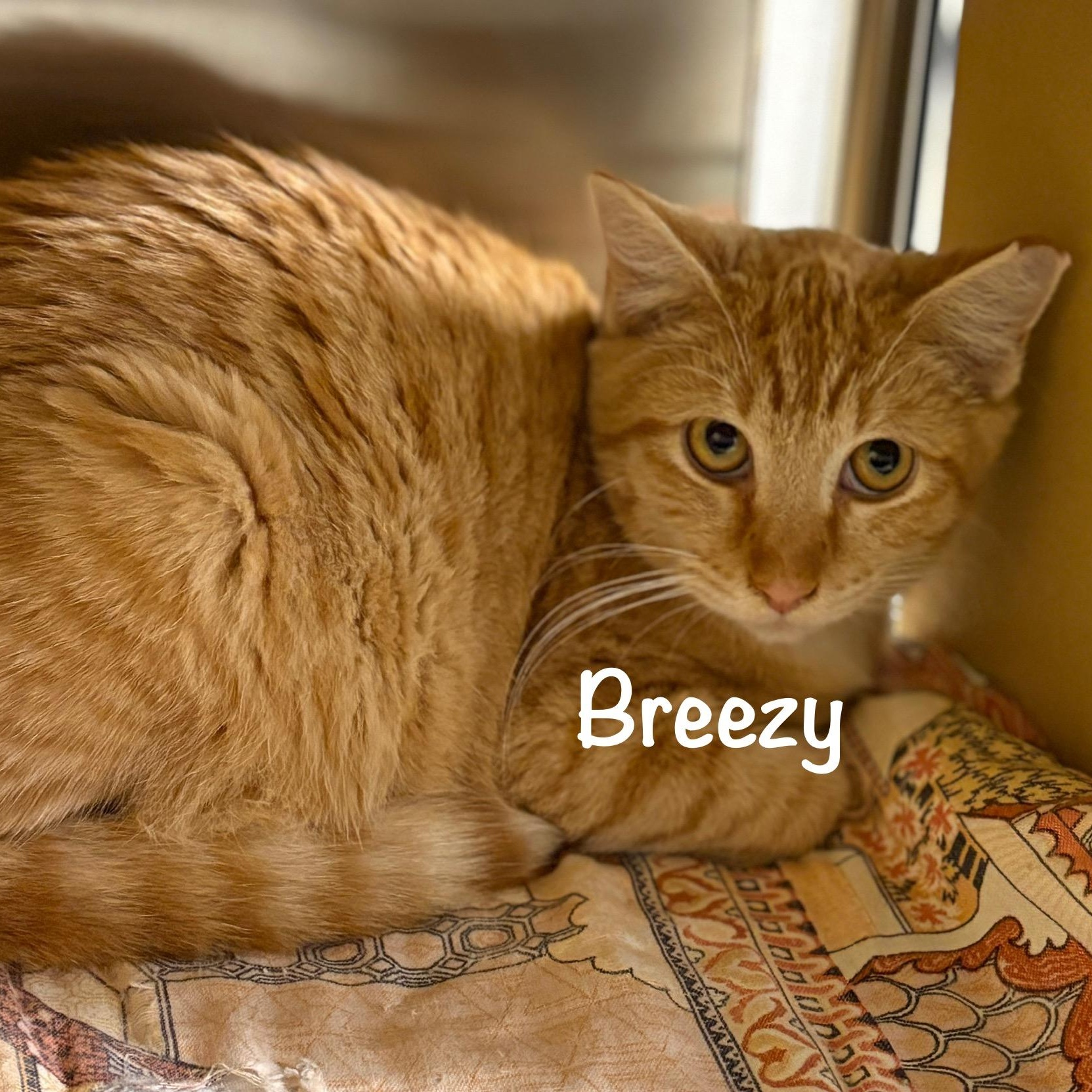 Breezy (call 602-692-1499 to meet Breezy), Adoptable, Young Male Tabby.
