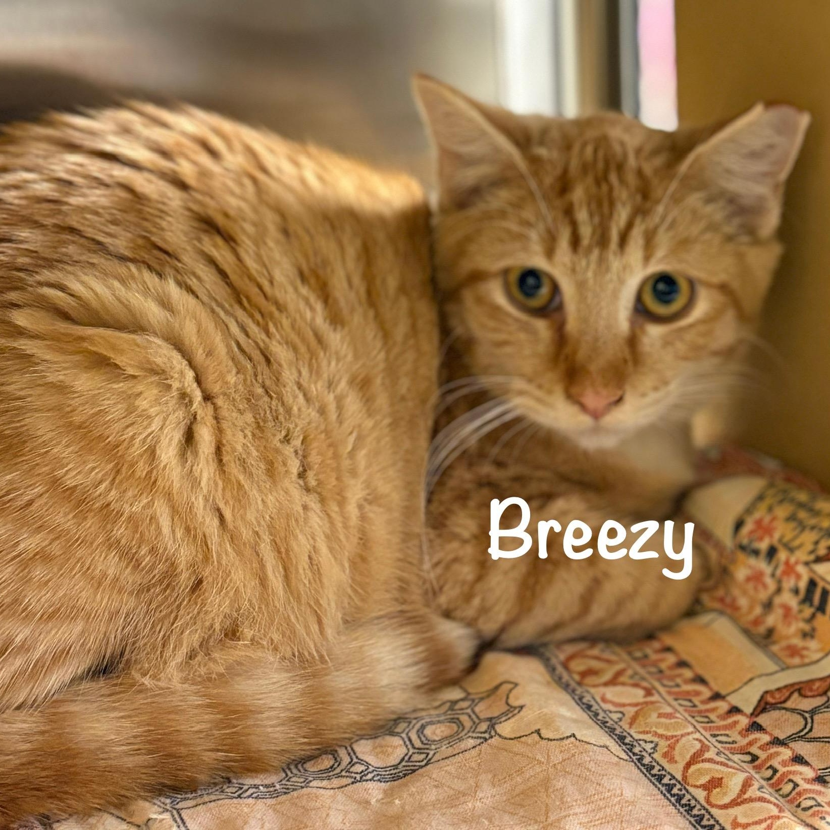 Enlarge Breezy (call 602-692-1499 to meet Breezy), a Adoptable mixed breed in Phoenix, AZ image 2/3
