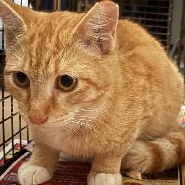 Enlarge Breezy (call 602-692-1499 to meet Breezy), a Adoptable mixed breed in Phoenix, AZ image 3/3